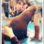 セイウチパフォーマンス笑(ショー)