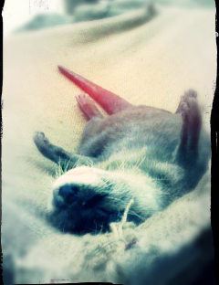 コツメカワウソ