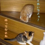 ボクとあたち011