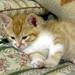 ボクとあたち006