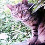 ハナちゃん（♀）