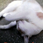 だいちゃん（♂）