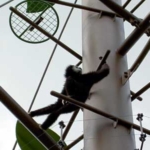 シロテテナガザル