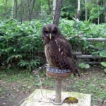 ナンベイヒナフクロウ