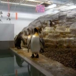 キングペンギン