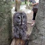 カラフトフクロウ