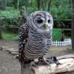 アカアシモリフクロウ