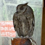 ヨーロッパコノハズク