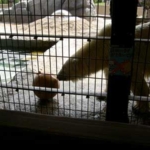 ホッキョクグマ