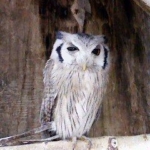 アフリカオオコノハズク