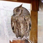 ヨーロッパコノハズク