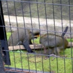 ブラッザグェノン