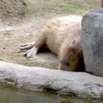 カピバラ