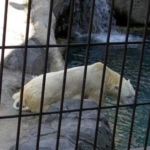 ホッキョクグマ