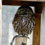 コキンメフクロウ