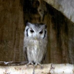 アフリカオオコノハズク