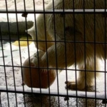 ホッキョクグマ