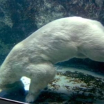 ホッキョクグマ