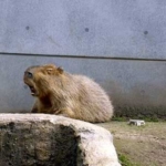 カピバラ