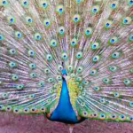 インドクジャク