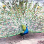 インドクジャク