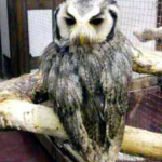 アフリカオオコノハズク