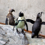 ケープペンギン