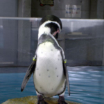 フンボルトペンギン