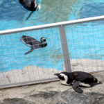 ケープペンギン