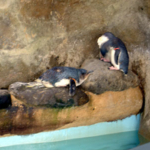 コガタペンギン