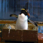 イワトビペンギン