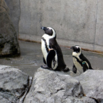 ケープペンギン