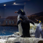 イワトビペンギン