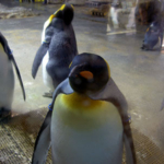 キングペンギン