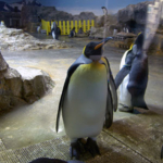 キングペンギン
