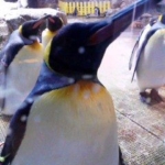 キングペンギン