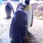 キングペンギン