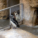 マゼランペンギン