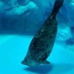 ゴマフアザラシ