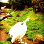 モモイロペリカン