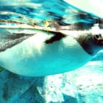 ジェンツーペンギン