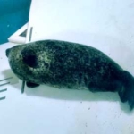 ゴマフアザラシ