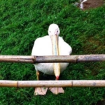 モモイロペリカン