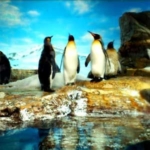 キングペンギン