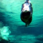 ゴマフアザラシ