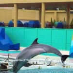 バンドウイルカ