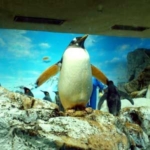 ジェンツーペンギン