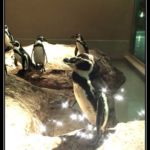 フンボルトペンギン