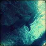 フンボルトペンギン