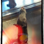 コツメカワウソ